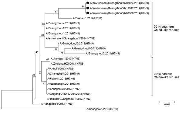 Phylogenetic analysis of hemagglutinin genetic sequences of an influenza A(H7N9) virus isolated from an environmental sample collected at a retail live poultry market under enhanced surveillance, Guangzhou, China, 2014. Black circles indicate 3 strains collected before (February 13), during (February 15), and after (March 17) a 2-week market closure. Scale bar indicates base substitution per site.