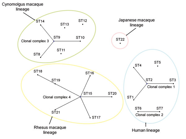 Phylogenetic relationship among 1 to 22 sequence types (STs) of Bartonella quintana strains based on eBURST analysis (http://eburst.mlst.net/default.asp). Black dots indicate ST numbers of B. quintana strains. A clonal complex was defined as a group of STs that had 8 identical alleles. Clonal complexes 1, 2, 3, and 4 consist of STs 1–4, STs 6–7, STs 8–10 and 14, and STs 15–21, respectively. A lineage was defined as a group of STs that had ≥7 identical alleles. Color circles show 4 lineages class