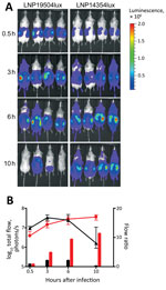 Thumbnail of Dynamic imaging showing the multiplication and spread of Neisseria meningitidis in BALB/c transgenic mice expressing the human transferrin. A) Dorsal views of 8 mice (4/group) analyzed for bioluminescence at intervals after infection, as shown on left. Mice were infected by intraperitoneal injection of 5 × 106 CFU of N. meningitidis strain LNP19504lux (derived from an isolate from France) or LNP14354lux (derived from an isolate from Africa). Both strains expressed the luciferase (lu