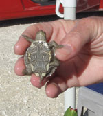 Thumbnail of Small turtle with a shell length of &lt;4 in (&lt;10.16 cm). Photo credit: Casey Barton Behravesh.