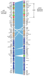 Thumbnail of Comparative analysis of fosA3-carrying IncFII plasmids pYHCC with pXZ. Open reading frames are indicated by arrows and colored according to their putative functions: magenta arrows indicate genes involved in replication; blue arrows indicate genes associated with plasmid conjugal transfer. Brown arrows indicate genes involved in plasmid stability; red arrows indicate antimicrobial drug resistance genes; green arrows indicate accessory genes of mobile elements; gray arrows indicate o