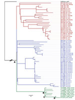 Thumbnail of Maximum-likelihood phylogenetic tree of Brucella suis isolates from the United States and Tonga. The phylogenetic tree was rooted using a truncated B. suis biovar 3 isolate (black text). Red and blue text indicate 59 isolates recovered from US origin sources. Green text indicates the isolate recovered from the immigrant from Tonga residing in Oregon, B13-0219, and 7 additional isolates recovered from patients from Tonga in New Zealand. The first 2 digits of the sample number indicat