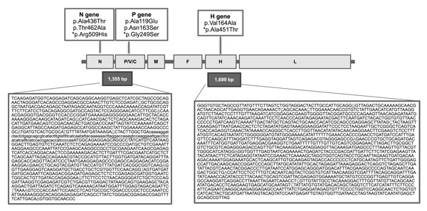 Genomic organization of the dolphin morbillivirus (GenBank accession no. KR337460) isolated from a newborn fin whale found stranded on Elba Island, Italy, October 2013. Boxes in first row indicate amino acid changes identified in each gene; asterisks indicate nonsynonymous amino acid substitutions. Boxes in the second row indicate the Morbillivirus gene structure; horizontal lines indicate noncoding sequences. Boxes in the third row indicate the total length of the 2 analyzed virus fragments, an