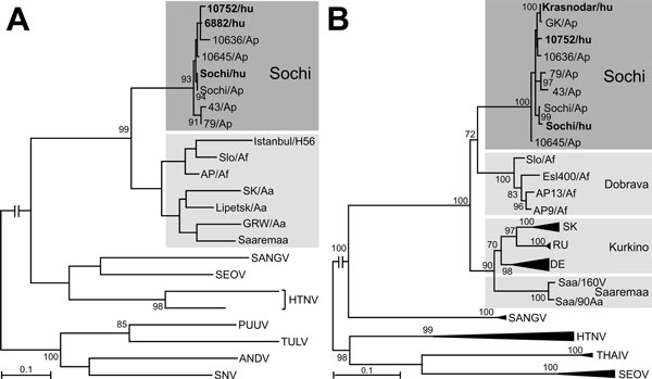 Phylogenetic analysis segment sequences of Sochi virus, Russia: A) 347-bp large (L) segment sequence; B) 1,197-bp small (S) segment sequence. Virus sequences derived from patients (shown in bold type) and Apodemus ponticus mice cluster within the Sochi genotype of DOBV. Evolutionary analysis was conducted in MEGA6 (6). The evolutionary history was inferred by using the maximum-likelihood method based on the Tamura 3-parameter model with a discrete gamma distribution and 5 rate categories (analys