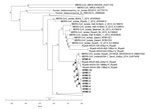 Thumbnail of Time-resolved phylogenetic tree of Middle East respiratory syndrome coronavirus (MERS-CoV) genomes, Saudi Arabia, 2014, constructed by using BEAST version 1.8 (http://beast.bio.ed.ac.uk/). Upper scale bar indicates nucleotide substitutions per site. Lower scale bar indicates years in reference to sample KFMC-6 (collected May 18, 2014). Genomes sequenced in this study are indicated in bold. *Indicates major nodes with posterior probabilities &gt;0.95. Estimated median dates for nodes