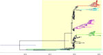 Thumbnail of Temporally structured maximum clade credibility phylogenetic tree (years shown on the horizontal axis) of the hemagglutinin gene of highly pathogenic avian influenza (H5 clade 2.3.4.4) viruses. Yellow, group A; green, group B. Branches of group A are colored according to the origin of the sample: purple, isolates from poultry farms (South Korea); blue-green, icA2 (North America, Japan); green, icA1 (Europe, South Korea, Japan); red, icA3 (South Korea, Japan).