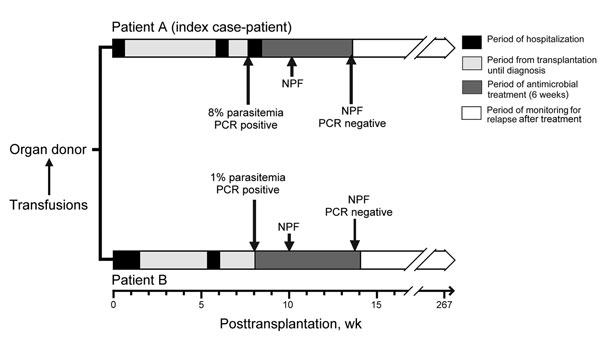 Timelines showing key clinical and laboratory events for 2 renal transplant recipients (patients A and B) infected with Babesia microti parasites, Wisconsin, USA, 2008. Trauma, transfusions, death, and organ procurement for the organ donor all occurred on the same day in late August 2008. NPF, no parasites were found by examination of thick and thin blood smears.
