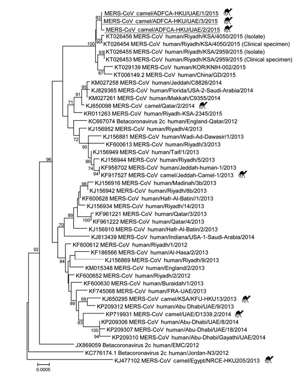 Phylogenetic analyses of partial Middle East respiratory syndrome coronavirus (MERS-CoV) genomic sequences for viruses detected in dromedary camels imported from Oman to United Arab Emirates, May 2015. A partial viral RNA sequence spanning the 3′ end of the open reading frame 1AB gene through the 3′ untranslated region of the MERS-CoV genome (≈8,900 nt) was used in the analysis. The phylogenetic tree was constructed with MEGA6 software (http://www.megasoftware.net/) by using the neighbor-joining
