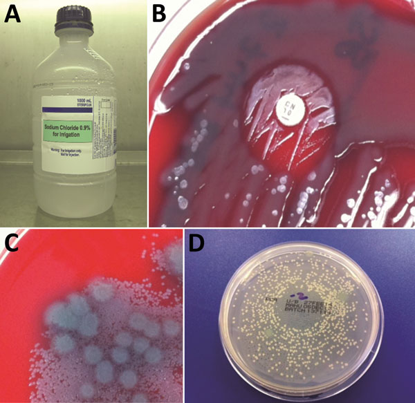 Bacterial culture results for 1,000-mL bottle of wound irrigation fluid in laboratory investigation of a 2012–2013 cutaneous melioidosis cluster in the temperate southern region of Western Australia. A) Wound irrigation fluid in original bottle. B) Direct primary culture of wound irrigation fluid on blood agar plate, showing growth inhibition of Pseudomonas aeruginosa and revealing Burkholderia pseudomallei around gentamicin disk. C) Filtrate of wound irrigation fluid from same bottle showing hi