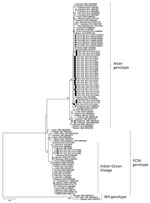 Thumbnail of Phylogenetic analysis of partial (733 nt) E1 gene of 31 CHIKVs detected in the Philippines in this study during 2011–2013 compared with 77 global strains. The tree was constructed using maximum-likelihood method with the Kimura 2-parameter model and 1,000 bootstrap replications. Bootstrap values &gt;50% are indicated on the branches of the tree. Black circles indicate Asian genotypes; open circles indicate ECSA genotypes analyzed in this study; triangles indicate reference strains c