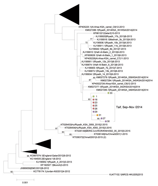 Midpoint-rooted phylogenetic tree inferred from multiple-sequence alignment of 10 new cases of Middle East respiratory syndrome coronavirus (MERS-CoV) spike open reading frame sequences (4,062 nt) from Taif, Saudi Arabia (brackets). Colored circles identify healthcare facilities; numbers indicate individual patients. Taif sequences are shown in context with the closest related sequences that comprise the Hafr-Al-Batin_1 clade, as originally defined by Cotton et al. (17), and with sequences relat