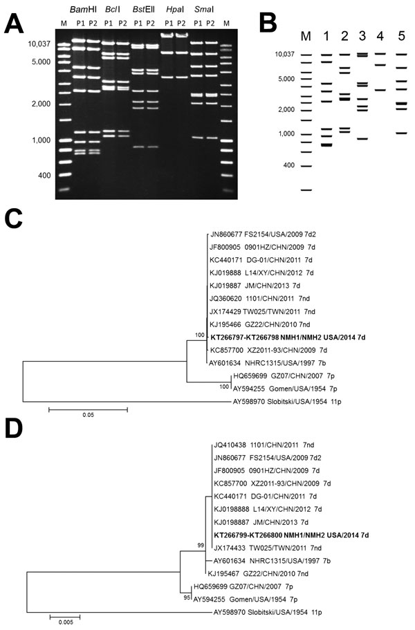 Enzyme and phylogenetic analysis of human adenovirus 7 isolates from 2 patients in Illinois, USA, 2014, and comparison isolates. A) Restriction enzyme analysis of genomic DNA from human adenovirus 7 isolates from patients 1 and 2 (P1 and P2, father and son). Lane M, molecular mass marker. Values on the left are in basepairs. B) Virtual restriction enzyme analysis of 6 complete genomic sequence of adenovirus strain DG01 from China. Lane m, Molecular mass marker; lane 1, BamHI; lane 2, BclI; lane 