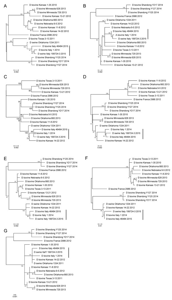 Phylogenetic trees of the 7 influenza D virus isolates obtained from 1 sow and 2 cattle in Italy (vertical bars) and comparison isolates retrieved from GenBank. A) Polymerase basic (PB) subunit 2: 2,319 nt; B) PB1: 1,434 nt; C) PB3: 2,133 nt; D) glycoprotein: 1,995 nt; E) nucleoprotein: 1,659 nt; F) polymerase 42: 1,164 nt; G) nonstructural: 732 nt. Genes were trimmed and aligned, then phylogenetically analyzed by using the maximum-likelihood method. Sequences are listed by their host, country, 