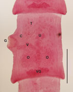 Thumbnail of Microscope image of a mature segment of an adult Versteria sp. tapeworm recovered from an ermine in Wisconsin, USA (original magnification ×10). Characteristic reproductive structures are visible, including genital pore (G), cirrus sac (C), vagina (V), ovary (O), testes (T), uterine stem (U), and vitelline gland (VG). Tapeworm specimens were preserved in 70% ethanol for concurrent morphologic and molecular analyses. A series of proglottids was subsampled from each worm as a basis fo
