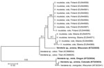 Thumbnail of Phylogenetic tree of members of the genus Versteria (Cestoda: Taeniidae). The tree was constructed from a DNA sequence alignment of cytochrome c oxidase subunit 1 genes. The maximum-likelihood method was used, with the likeliest model of molecular evolution (Hasegawa-Kishino-Yano model with invariable positions), which was chosen by using MEGA6 (6). Numbers next to branches indicate bootstrap values (%), estimated from 1,000 resamplings of the data, and the tree is rooted at the mid