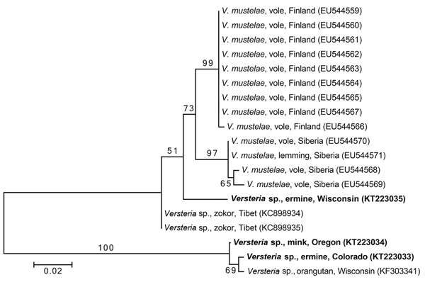 Phylogenetic tree of members of the genus Versteria (Cestoda: Taeniidae). The tree was constructed from a DNA sequence alignment of cytochrome c oxidase subunit 1 genes. The maximum-likelihood method was used, with the likeliest model of molecular evolution (Hasegawa-Kishino-Yano model with invariable positions), which was chosen by using MEGA6 (6). Numbers next to branches indicate bootstrap values (%), estimated from 1,000 resamplings of the data, and the tree is rooted at the midpoint of the 