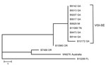 Thumbnail of Maximum-parsimony tree of multilocus sequence typing analysis of VGI isolates of Cryptococcus gattii from the southeastern United States. In the predominant clade, 1 isolate was from Michigan; all remaining isolates were from the southeastern United States. Nearest neighbor isolates were included for comparison, and an environmental VGI isolate from Australia was used as an outgroup. VGI-SE, VGI southeastern clade. Scale bar indicates 1 single-nucleotide polymorphism.