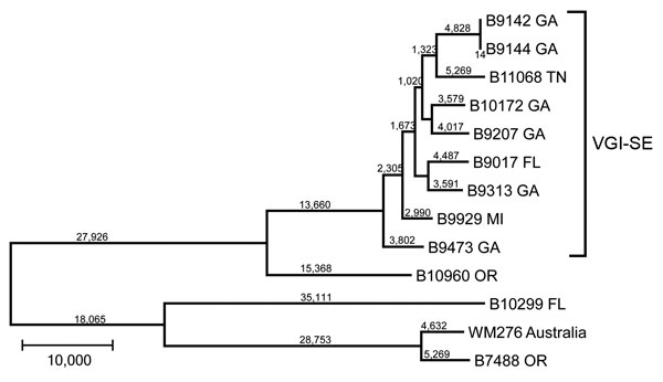 Maximum-parsimony tree of whole-genome sequence data of isolates of Cryptococcus gattii from the southeastern United States. All bootstrap values were 100%. Numbers on branches are SNPs. Nearest neighbor isolates were included for comparison, and an environmental VGI isolate from Australia was used as an outgroup. SNP, single-nucleotide polymorphism; VGI-SE, VGI southeastern clade. Scale bar indicates 10,000 SNPs.