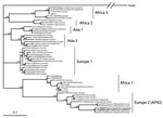 Thumbnail of Phylogenetic analysis of Crimean-Congo hemorrhagic fever virus small RNA segment sequences, performed by using Bayesian inference in MrBayes version 3.1.2. (http://mrbayes.csit.fsu.edu/) under a GTR + Γ + I (general time-reversible plus gamma distribution plus invariable site) model with 107 generations setup. Bootstrap values (&gt;50%) are shown at nodes, * indicates 1.00 bootstrap value. The scale bar represents the estimated number of substitutions per site. Individual sequences 