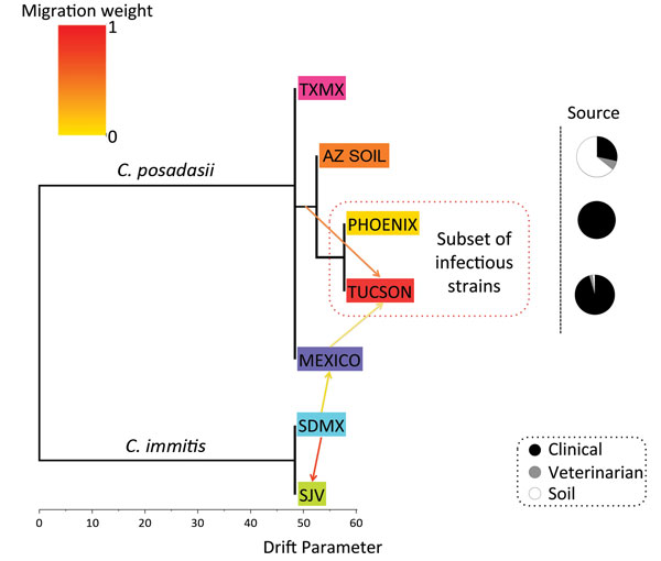 Population tree of Coccidioides subspecies population splits and mixtures. Maximum-likelihood population tree and presence of gene flow between diverged Coccidioides populations were inferred by using TreeMix software and microsatellites data (34). Direction of arrow indicates migration or gene flow based on admixture models; migration weights are shaded according their importance, supporting gene flow from a soil-derived population (AZSOIL) recovered from animal passage to a clinical-associated