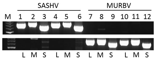Sequences of Salt Ash (SASHV) and Murrumbidgee virus (MURBV) in archived stocks of Gan Gan (GGV) and Trubanaman viruses, respectively, from Australia. Archived material that was designated GGV (upper panel) and Trubanaman (lower panel) virus was extracted. This material was used in an assay designed to detect the small (S), medium (M), and large (L) segments of SASHV and MURBV viruses as indicated below the panels. Lane M, 100-bp ladder (Promega Corporation, Madison, WI, USA); lanes 1–3, GGV sam