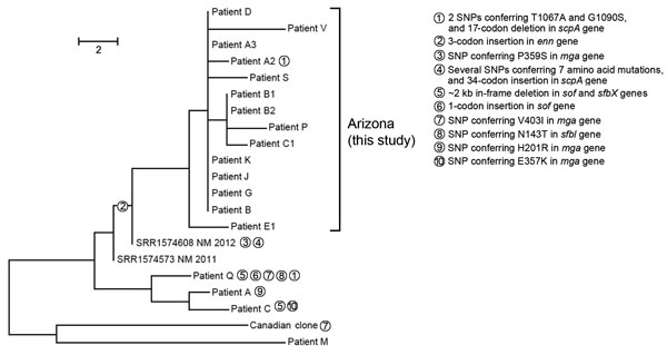 Phylogenetic single-nucleotide polymorphism (SNP) tree of emm59 isolates from a northern Arizona hospital displaying distribution of mutations in a 23kb positively selected region during invasive group A Streptococcus outbreak, southwestern United States. Maximum parsimony tree of all SNP loci (n = 58) in emm59 isolates (n = 18) from Arizona, 2 recent New Mexico isolate genomes, and the Canadian clone reference isolate MGAS15252. Consistency index = 1.0. Branch lengths represent numbers of SNPs 