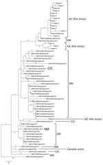 Thumbnail of Phylogenetic single-nucleotide polymorphism (SNP) tree of emm59 isolates from Arizona during invasive group A Streptococcus outbreak in the southwestern United States, previously analyzed US emm59 isolates, and the Canadian clone. Maximum parsimony tree of all 177 SNP loci (44 parsimony informative SNPs) in emm59 isolates from Arizona (n = 18), Minnesota (n = 29), Oregon (n = 8), New Mexico (N = 3), Colorado (n = 2), and California (n = 1) and the Canadian clone reference isolate MG