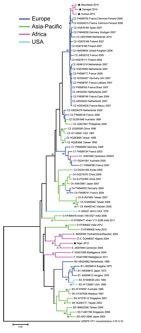 Phylogenetic tree created with the complete VP1 nucleotide sequences (891 bp in length) of enterovirus A71 isolated from 4 patients with acute flaccid paralysis in West Africa, the most similar nucleotide sequences identified by a search in GenBank by using BLAST (http://www.ncbi.nlm.nih.gov/), and a representative global set of enterovirus A71 sequences belonging to different genogroups and subgenogroups. The coxsackievirus A16 prototype G-10 sequence was introduced as the outgroup. The tree wa