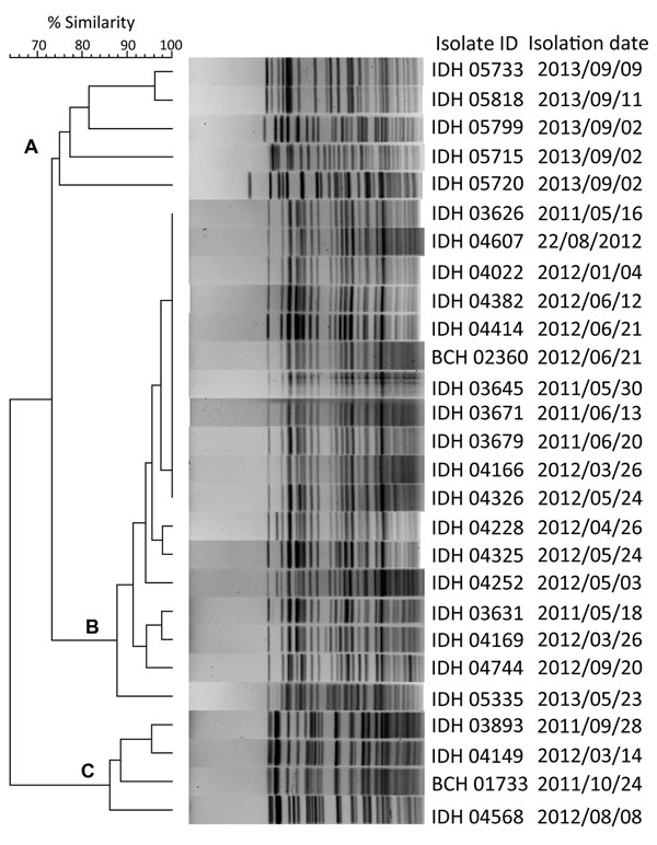 Pulsed-field gel electrophoresis analysis of NotI-digested genomic DNA of blaNDM-1 harboring V. fluvialis isolates in study of diarrheal fecal samples from patients in Kolkata, India, May 2009–September 2013. In the dendrogram, 3 distinct clusters (A–C) formed on the basis of the band similarity. Isolate identification (ID) includes name of associated hospital: IDH, Infectious Diseases Hospital; BCH, B.C. Roy Memorial Hospital for Children. blaNDM-1, New Delhi metallo-β-lactamase. 
