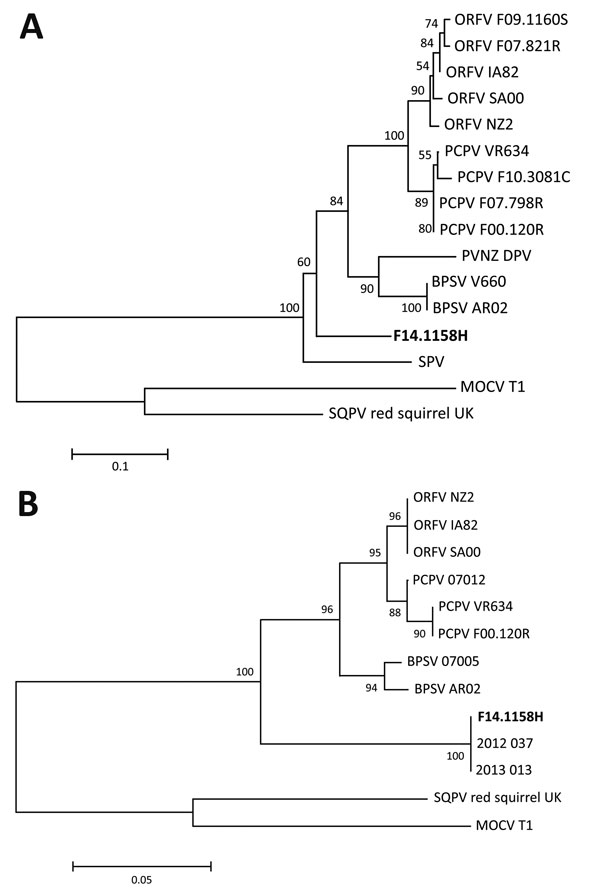 Phylogenetic analyses of sequences amplified from skin lesion of horse infected with possible novel parapoxvirus, Finland, 2013 (poxvirus variant F14.1158H), and other poxviruses. Trees were generated by using the neighbor-joining method in MEGA 6 software (http://www.megasoftware.net) (12), based on A) 184 aa of envelope phospholipase gene and B) 195 aa of viral RNA polymerase gene RP0147. GenBank accession numbers for sequences used in the analyses: JF773701 (Orf virus [ORFV] F07.821R), JF7737