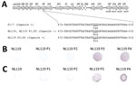 Thumbnail of Capsule recovery of Streptococcus suis strain NL119 in vivo. A) The genetic organization of the S. suis serotype 2 capsular polysaccharide synthesis (cps) gene cluster and mutations observed in isolate NL119 and strains retrieved from NL119-infected mice after each in vivo passage (NL119 P1–P4; DDBJ/EMBL/GenBank accession nos. LC147077, LC147078, LC147079, LC147080, and LC077855, respectively). Gray arrows indicate genes putatively involved in capsule synthesis; open arrows indicate