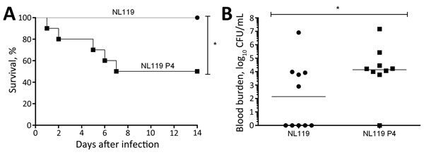 Virulence of nonencapsulated Streptococcus suis strain NL119 and capsule-recovered NL119 P4 in mice. A) Survival of C57BL/6 mice (n = 10 mice per strain; until 14 days after infection) inoculated intraperitoneally with 5 × 107 CFU of either NL119 or NL119 P4. B) Blood bacterial burden at 24 h after infection. Data of individual mice are presented as log10 CFU/mL with the geometric mean. Asterisks indicate a significant difference between NL119 and NL119 P4 (p&lt;0.05).