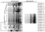 Thumbnail of Pulsed-field gel electrophoresis patterns of Campylobacter coli with SmaI (18 isolates) and KpnI (6 isolates) enzymes tested in study of C. coli outbreak among men who have sex with men, Quebec, Canada, 2011–2015. p, pulsovar. Scale bar indicates percentage similarity.