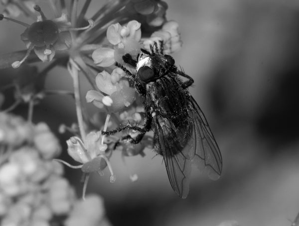 Adult Wohlfahrtiimonas magnifica fly.
