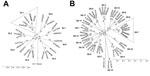 Thumbnail of Phylogenetic trees showing GI and GII noroviruses from rhesus macaque fecal samples collected in 2008 (11) and retested in 2015 by using a highly sensitive and specific real-time reverse transcription PCR. GenBank accession numbers or other isolate identifiers are shown. Bold indicates isolates detected in this study. A) GI noroviruses share 100% nucleotide homology with the prototype Norwalk virus GI.1 strain (M87661). B) GII noroviruses group with GII.7 human noroviruses. Three of