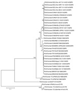 Thumbnail of Nucleotide sequence–based phylogenetic tree of rotavirus viral protein (VP) 7 for isolates obtained in the Solomon Islands during an outbreak of diarrheal illness after flooding in the capital city of Honiara. Four isolates from different provinces had homologous VP7 sequences. We visually analyzed generated electropherograms and constructed contiguous DNA sequence files using the Sequencher Software program version 5.0.1 (Gene Codes Corp Inc., Ann Arbor, MI, USA). We performed nucl