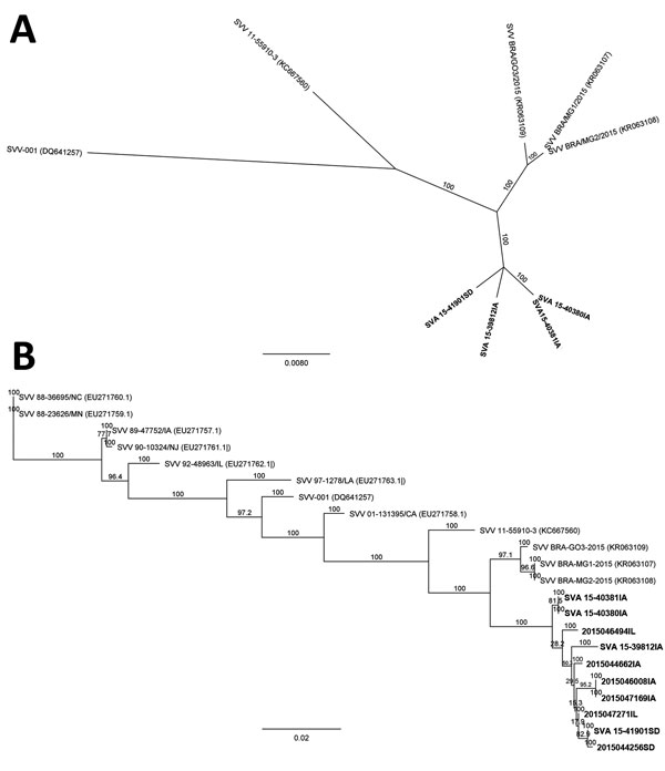 Phylogenetic relationships of 2015 US Senecavirus A (SVA) isolates (SVA15-39812IA, SVA15-40380IA, SVA15-40381IA, and SVA15-41901SD) with the prototype SVA isolate (SVV-001), a 2011 Canada swine SVA isolate (11-55910-3), and 2015 Brazil swine SVA isolates (SVV-BRA-G03-2015, SVV-BRA-MG1-2015, and SVV-BRA-MG2-2015). A) Full-length genomic sequences of 4 isolates from Iowa and South Dakota (bold) compared with reference isolates. B) Viral protein 1 sequences of 4 isolates from Iowa and South Dakota 