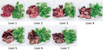 Thumbnail of Chicken liver images, in order of cooking time/rareness, used in survey to determine preferences and knowledge of safe cooking practices among chefs and the public, United Kingdom.  