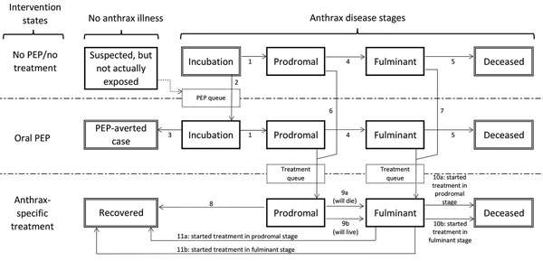 Anthrax Assist model disease stages, intervention states, and transitions. Persons begin in the top Incubation state and may transition via the numbered arrows from one state to another until they eventually reach an outcome state (doubled-walled boxes). All persons with untreated infection will progress to deceased. Recovery is possible only through effective oral PEP (averted case) or anthrax-specific treatment (recovered). Transitions are governed by the 3 Anthrax Assist models as follows: Ep