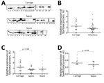 Thumbnail of Expression levels of Sbi and SaeR proteins of Staphylococcus aureus isolated from patients with bloodstream infections and asymptomatic carriers, Rennes, France. A) Western blot of Sbi protein for 61 strains during early exponential growth phase. A protein sample from strain 19 was loaded on each gel and used as an internal control to prevent intensity variations of the bands between each experiment. Carriage: lane 1, 1; lane 2, 10; lane 3, 15; lane 4, 19; lane 5, 102; lane 6, 1911;