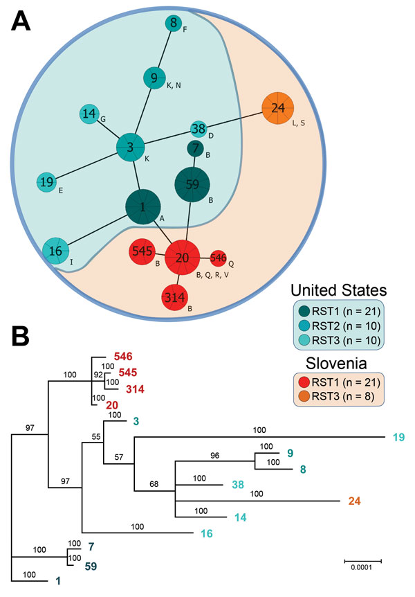 Phylogenetic analysis of Borrelia burgdorferi sensu stricto strains from central Europe (Slovenia) and the United States. A) Minimum spanning tree analysis of 70 isolates included in this study. Sequence types (STs) are indicated by numbers, and outer surface protein types are indicated by letters. Sizes of circles indicate ST sample sizes. Lengths of lines connecting STs indicate extent of variation (order of certainty) (no. locus variants). STs connected by the shortest black line are single-l