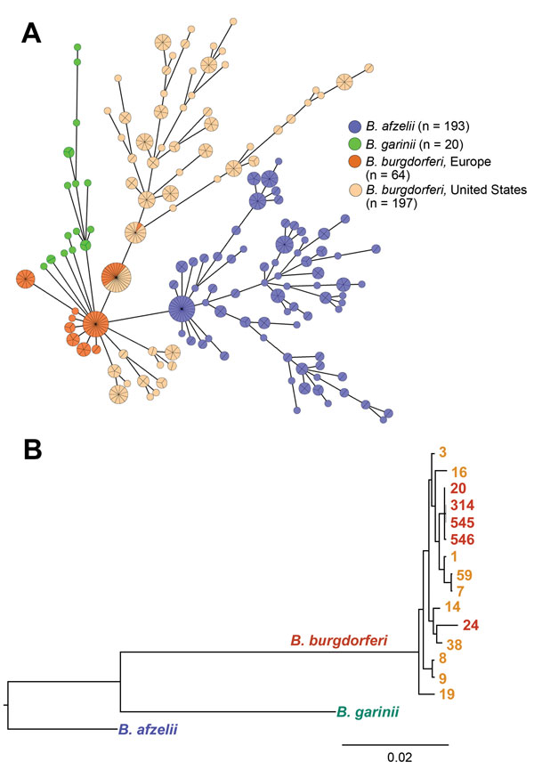 Phylogenetic comparison of 3 major pathogenic Borrelia species (Borrelia afzelii , B. garinii, and B. burgdorferi sensu stricto) that cause Lyme borreliosis, Europe and the United States. A) Minimum spanning tree analysis of 474 B. burgdorferi sensu lato human isolates. Analysis included 404 previously published datasets available in the multilocus sequence typing database (http://pubmlst.org/borrelia/) as of May 5, 2015, and 70 B. burgdorferi sensu stricto isolates from this study. Circles and 