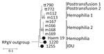 Thumbnail of Maximum-likelihood (ML) phylogenetic analysis of human pegivirus sequences. NS3 region sequences (positions 4609–4880 as numbered in the AK-790 reference sequence, denoted here as tt790) were selected to overlap with sequences from PCR-derived amplicons generated in this study (black circles) and partial NS3 region sequences reported previously (6). The tree was constructed by using the maximum likelihood algorithm implemented in the MEGA6 software package (16). The optimum ML model