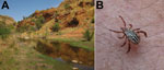 Thumbnail of A) Typical habitat in the Pajarito Mountains in Santa Cruz County, Arizona, USA, near the location where patient 1 sustained a bite from a tick that resulted in Rickettsia parkeri rickettsiosis in July 2014. B) Male tick identical to the tick that bit patient 1. The distinctive white ornamentation on the scutum and disjunct geographic origin strongly support its presumptive identification as Amblyomma triste.