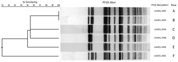 Dendrogram and selected pulsed-field gel electrophoresis (PFGE) patterns of XbaI-digested Shiga toxin 1–producing Shigella sonnei isolates from California. Predominant XbaI patterns identified in cluster 1 are shown in rows A and B and outlier on row F. Predominant patterns identified in cluster 2 are shown in rows C and E and outlier on row D. ID no., identification number.