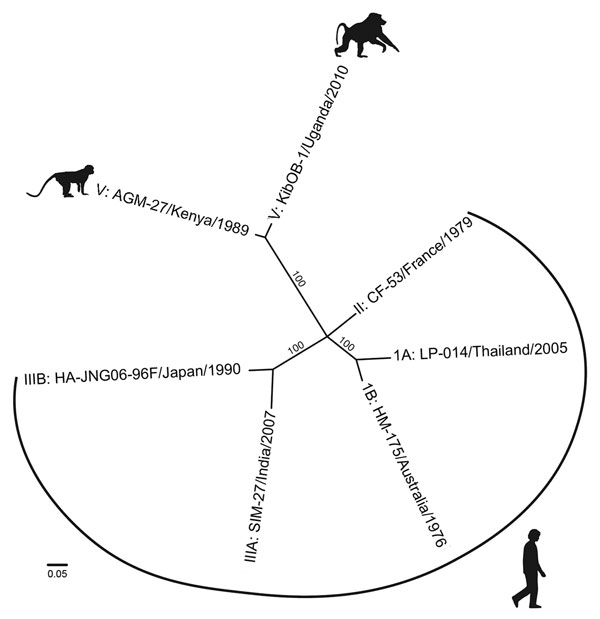 Whole-genome phylogenetic reconstruction of representative HAVs. HAVs are grouped into 6 genotypes based on 168 bp of the C-terminal extension of the viral protein 1 gene. Baboon HAV detected in Kibale National Park, Uganda, in 2010 and 2014 (GenBank accession number KT819575) clusters with AGM-27 (3), previously the sole member of genotype V. jModeltest 2 (http://jmodeltest.org) was used to find the best-fit evolutionary model for the data, after which the maximum-likelihood tree was estimated 