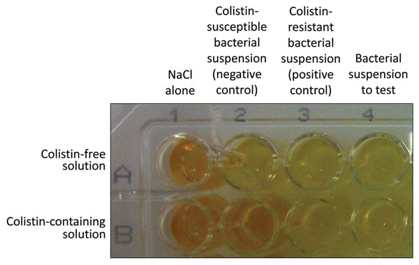 Representative results of the rapid polymyxin NP [Nordmann/Poirel] test. Noninoculated wells are shown as controls (first column). The rapid polymyxin NP test was performed with a reference colistin-susceptible isolate (second column) and with a reference colistin-resistant isolate (third column) in a reaction medium without (upper row) and with (lower row) colistin. The tested isolate grew in the presence (and absence) of colistin (wells B4 and A4, respectively) and was therefore reported to be
