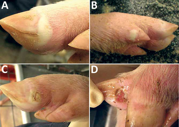 Vesicular lesions on feet of pigs experimentally infected with Senecavirus A. A) Blanched, intact, fluid-filled vesicle on lateral coronary band of toe. B) Intact vesicle on coronary band of medial dewclaw. C) Ruptured vesicle on coronary band of toe. D) Ruptured vesicle with ulceration and erosion in interdigital space.