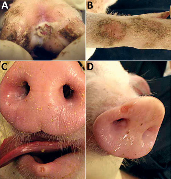 Vesicular and skin lesions on feet and snout of pigs experimentally infected with Senecavirus A. A) Ruptured vesicle with deep ulceration, necrosis, and crusting in interdigital space. B) Skin abrasion on carpus. C) Vesicle on snout. D) Vesicle and erosion on lower lip.