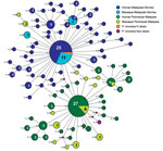 Thumbnail of Median-joining networks of Plasmodium knowlesi type A small subunit ribosomal 18S RNA haplotypes from Malaysia. The genealogical haplotype network shows the relationships among the 93 haplotypes present in the 209 sequences obtained from human and macaque samples from Peninsular Malaysia and Malaysian Borneo. Each distinct haplotype has been designated a number (H_n). Circle sizes represent the frequencies of the corresponding haplotype (the number is indicated for those that were o